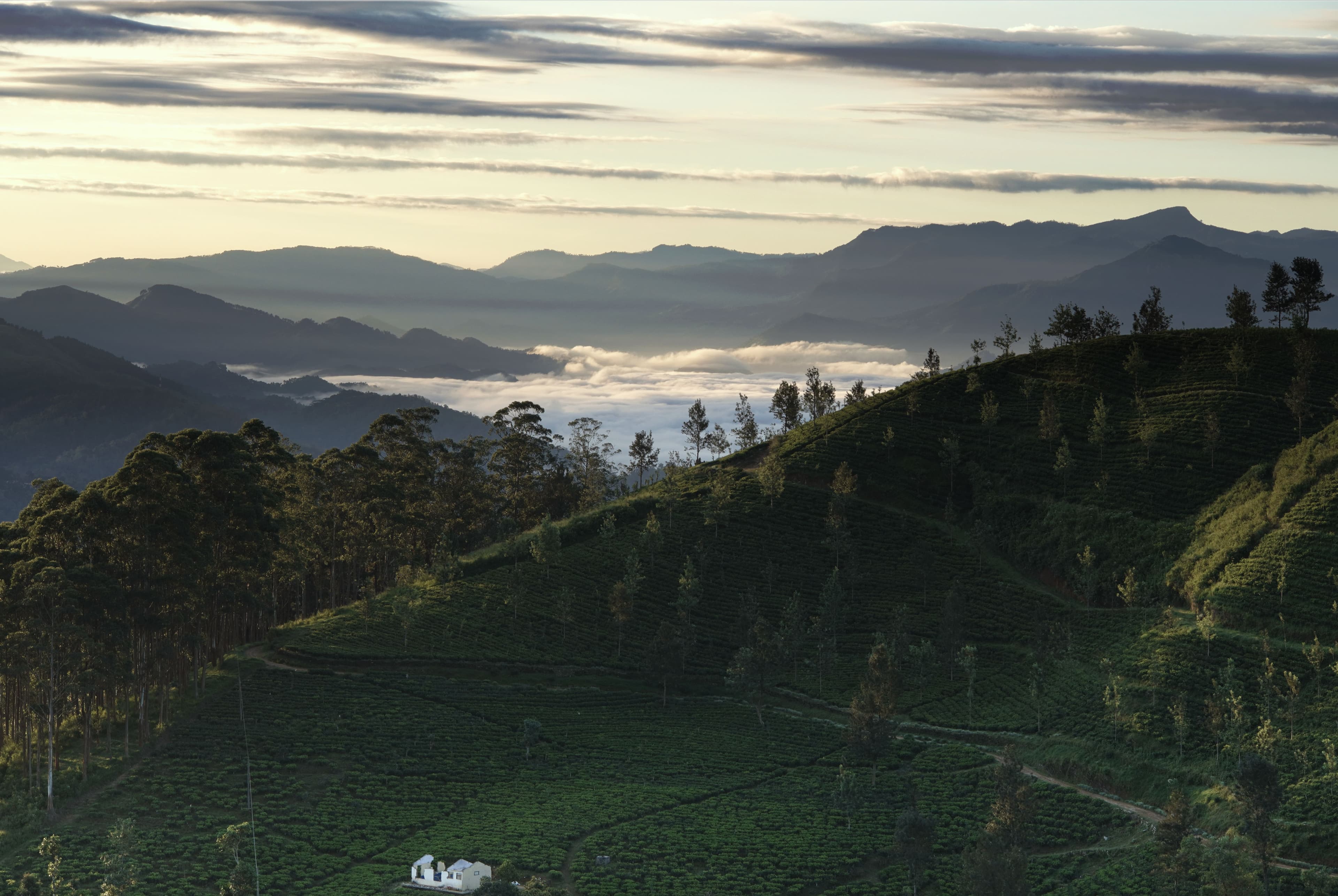 Tea country, central Sri Lanka