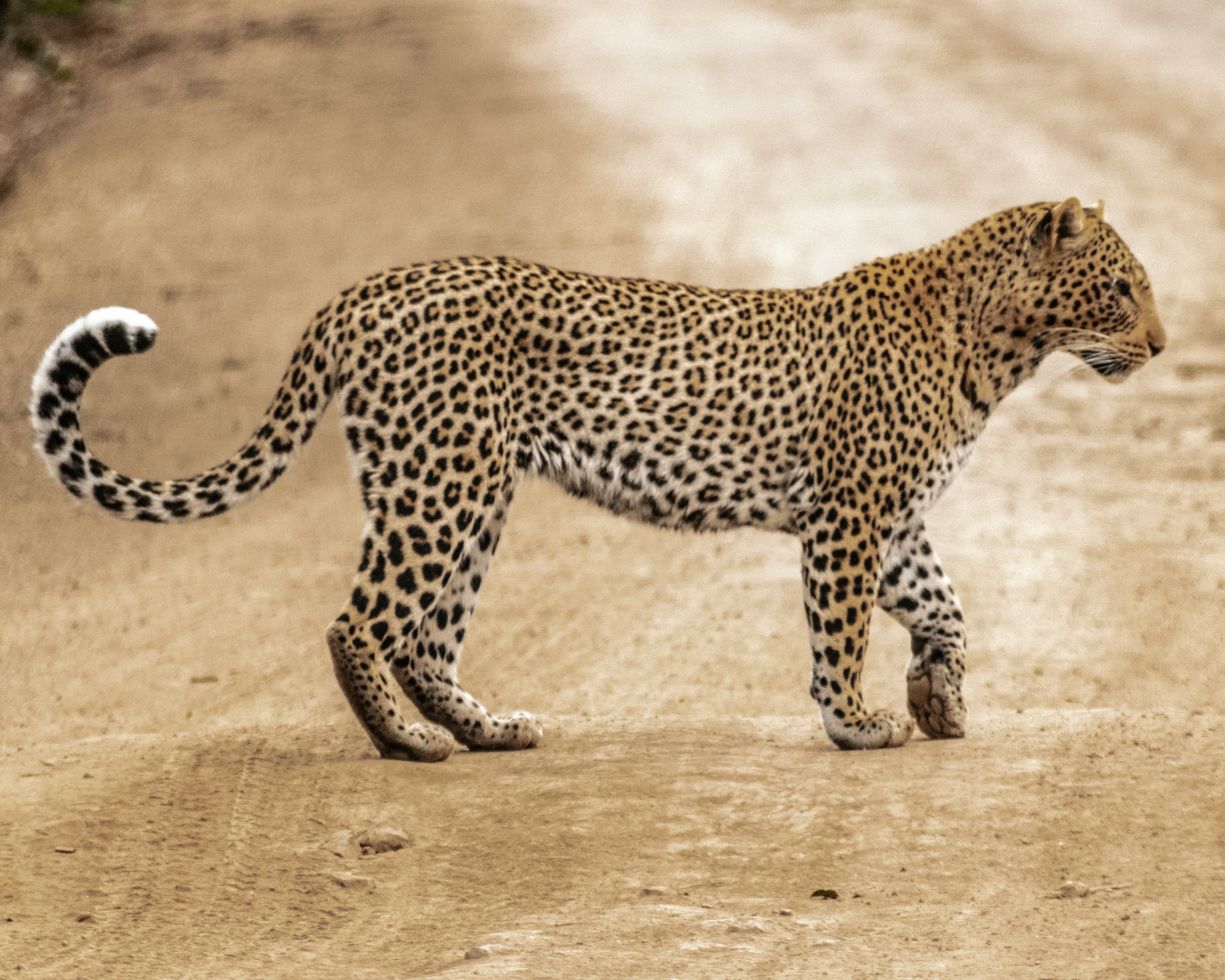Safari in Yala