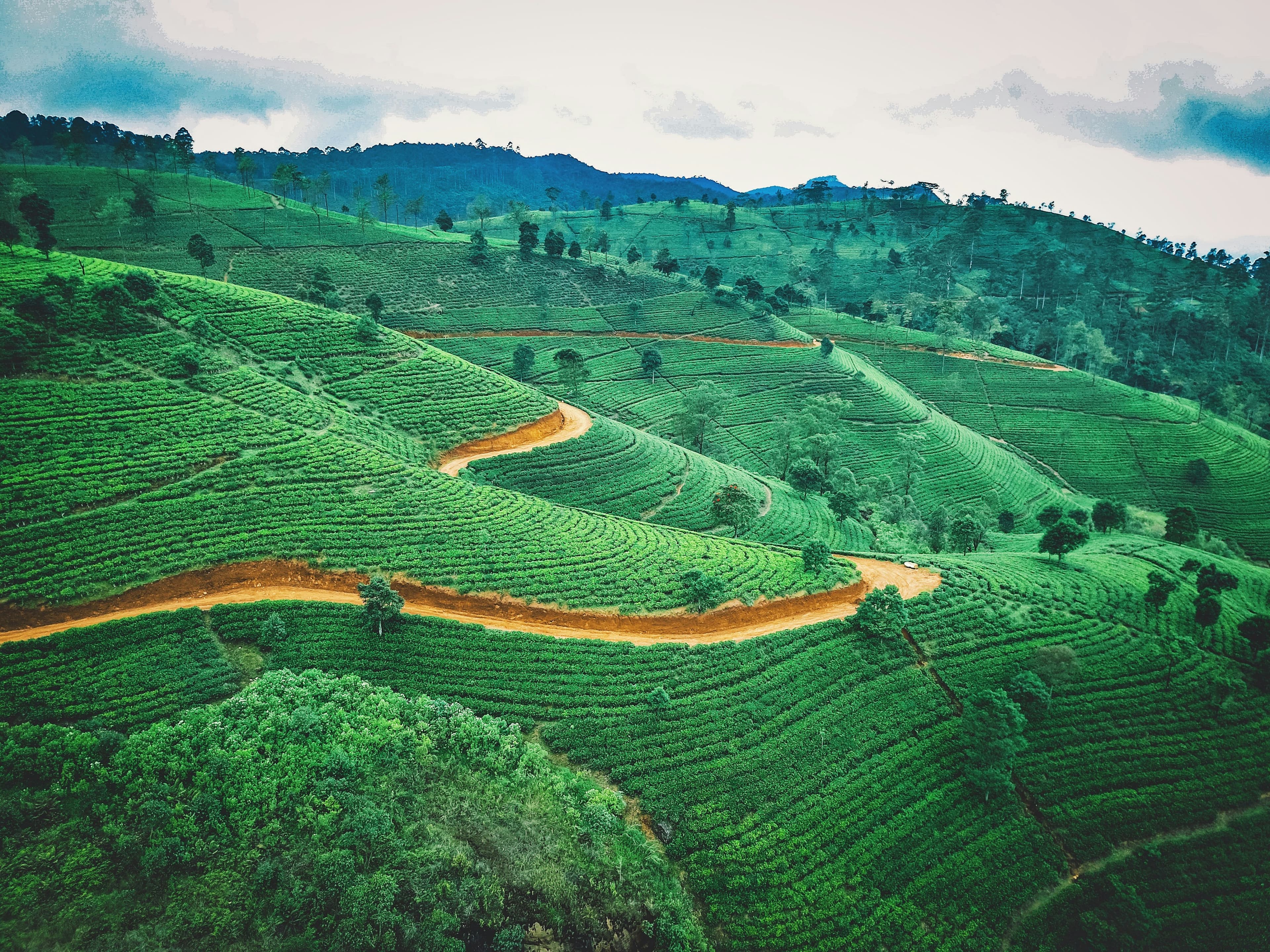 Tea country, central Sri Lanka