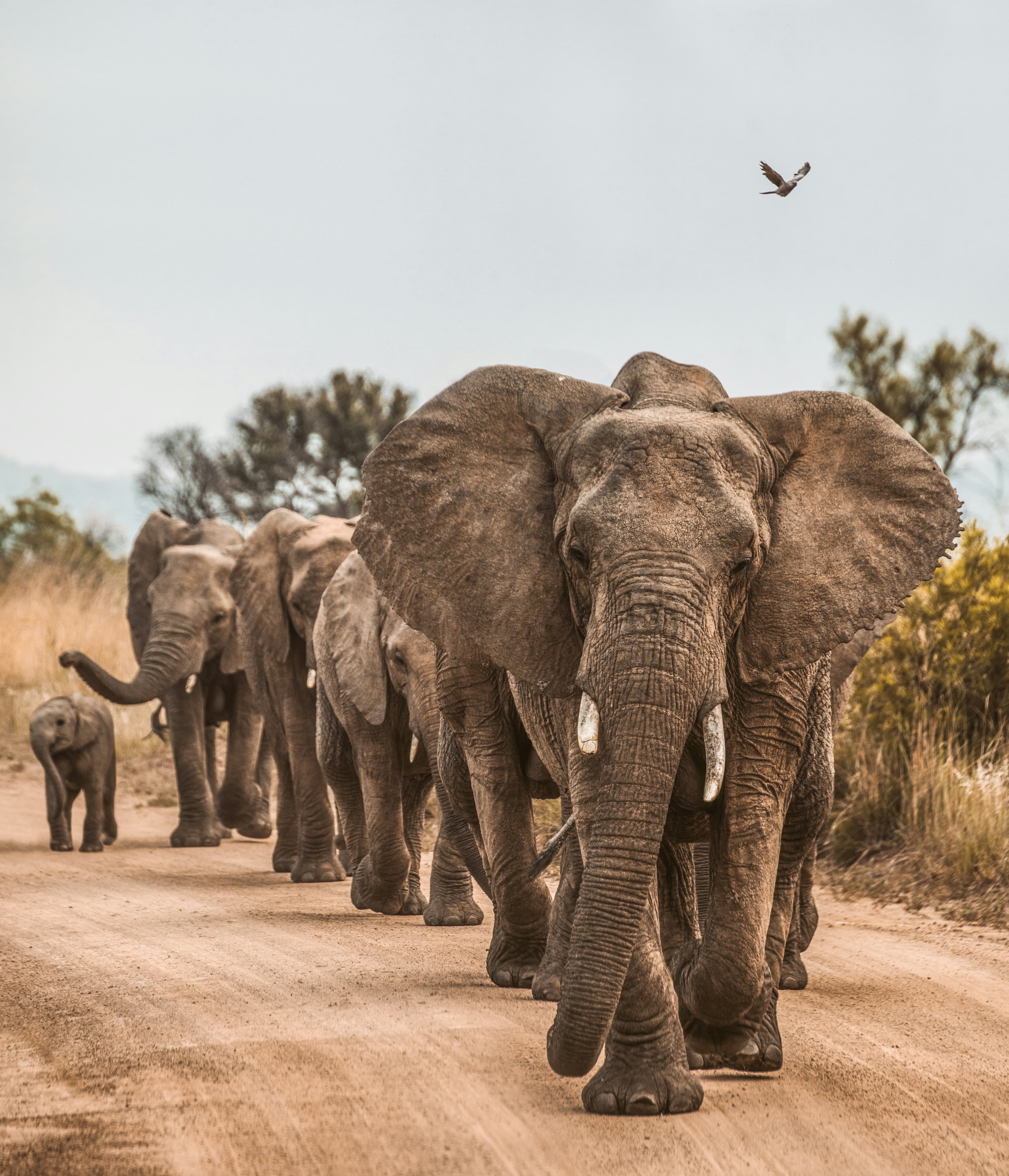 Elephant herd at dusk, Udawalawe National Park